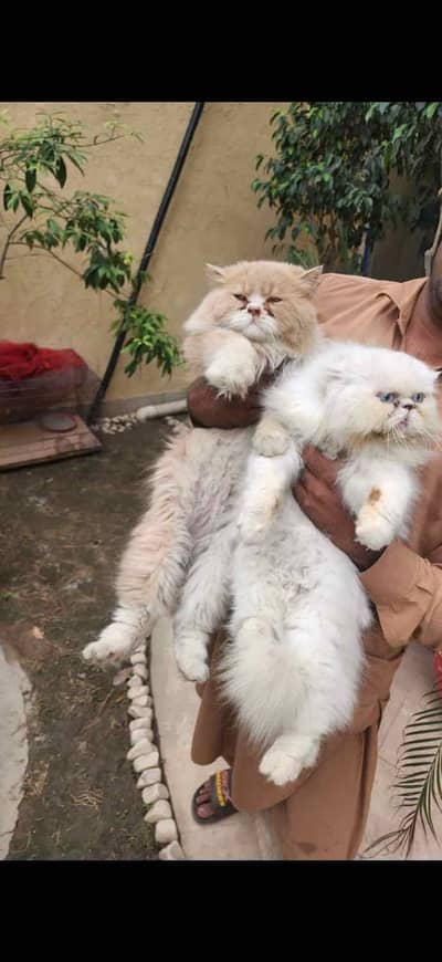 Persian Male and Female cat