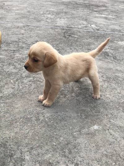British labrador female