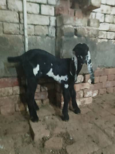 shera print  beetal and kala daba