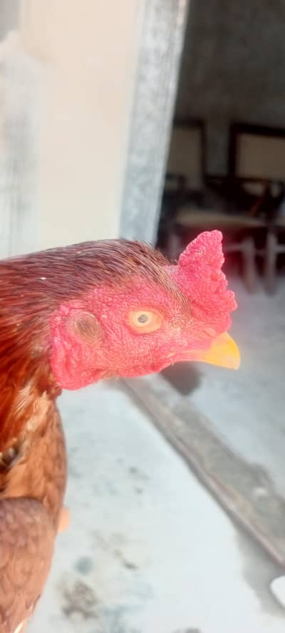 Aseel Murga Top Quality