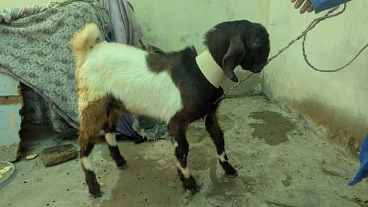 Bakra for sale
