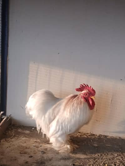 Short Height Bantam Hens