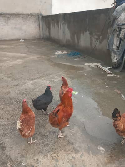 golden misri mix hen egg learning hen for sale