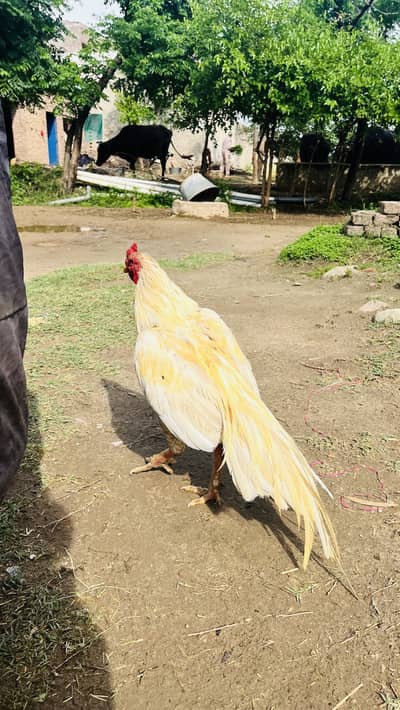 High quality mianwalii patha for sale