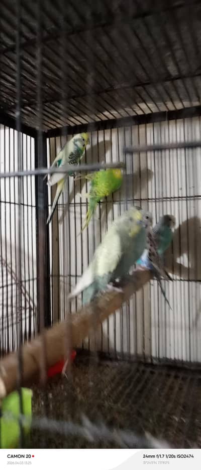 budgies pairs and chicks