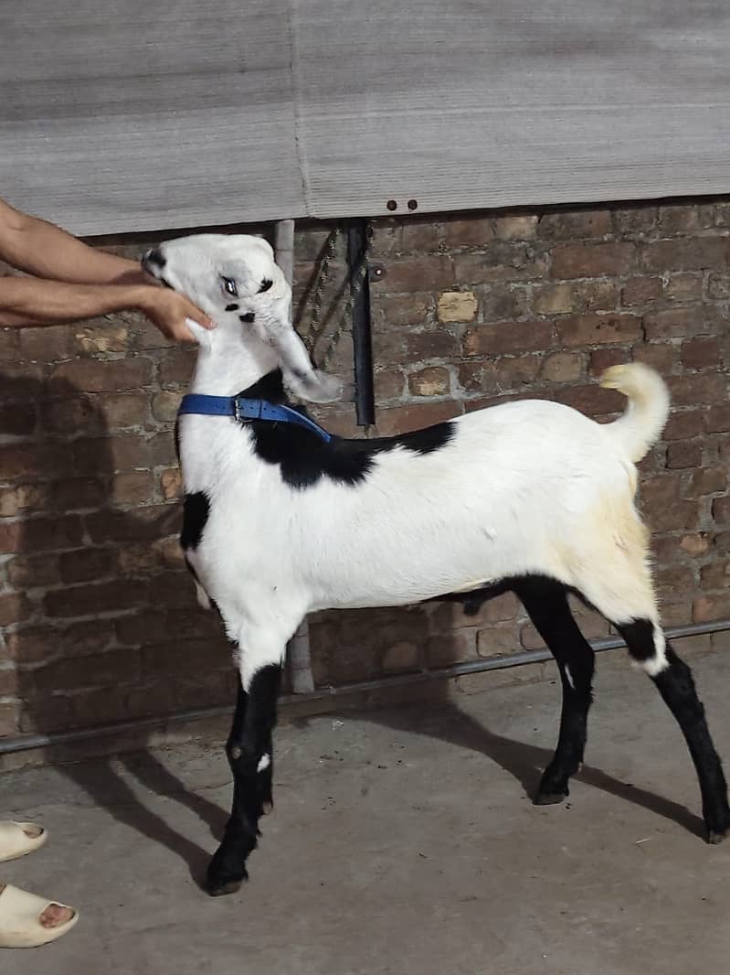 Desi Bakra 6