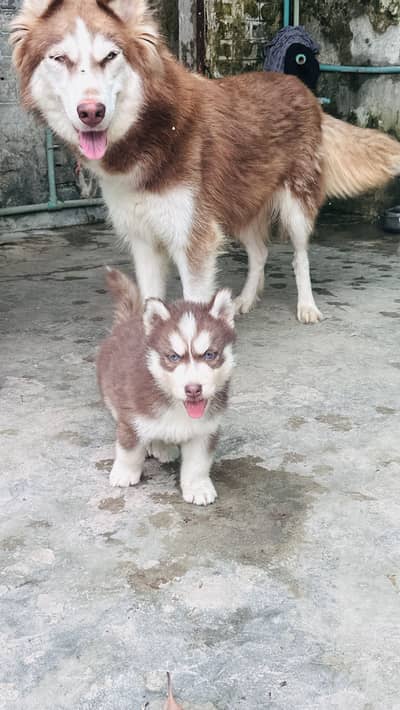 siberian huskey 2 baby last for sale