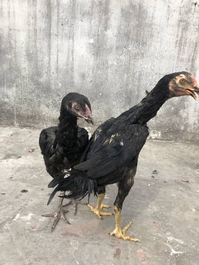 Aseel pair For Sale urgent Sale