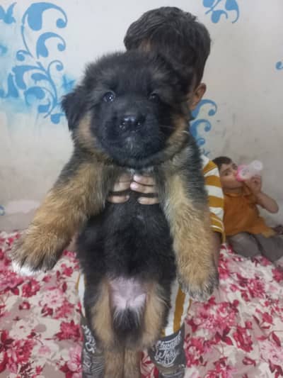 German Shepherd FCI bloodline pup 03014615555