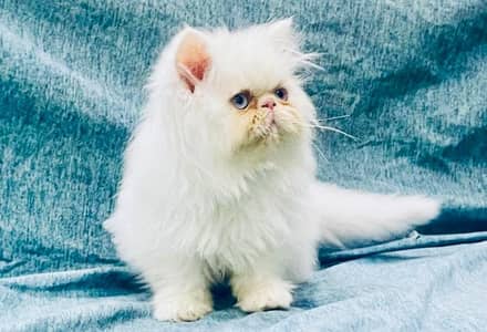 Persian cat for sale my WhatsApp number  03703659905