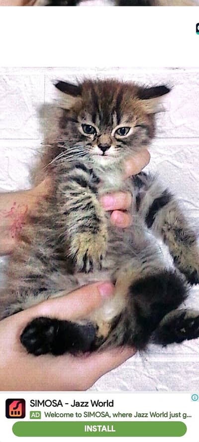 persion two female and one male triple cotted with blue and grey eye