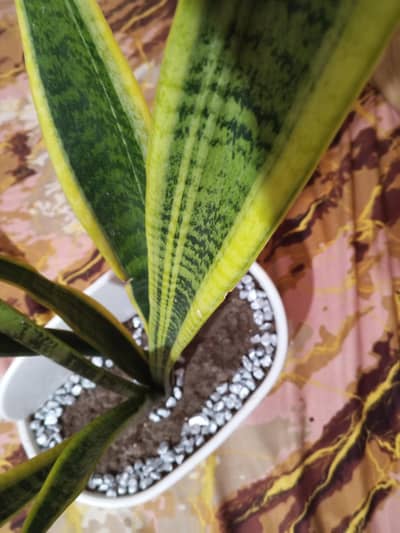 real snake plant for sale