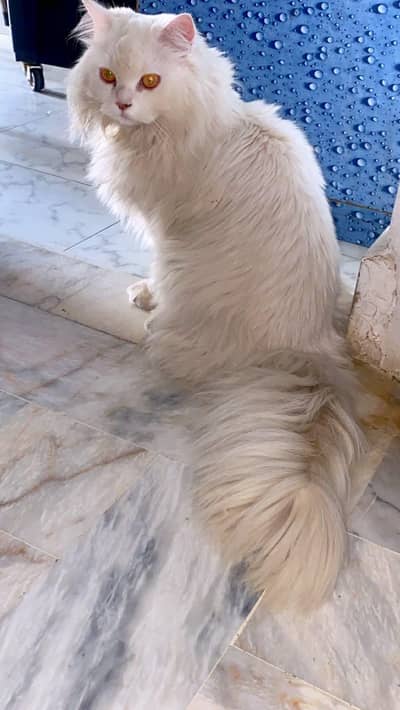 Persian cat