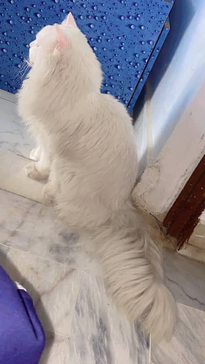 Persian cat
