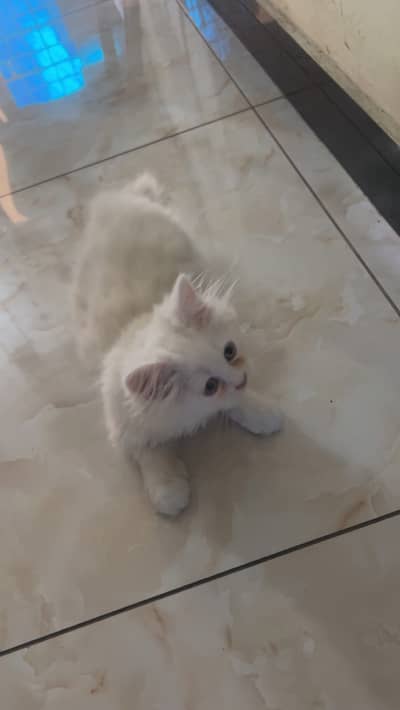 Persion kitten