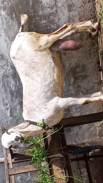 desi bakri
