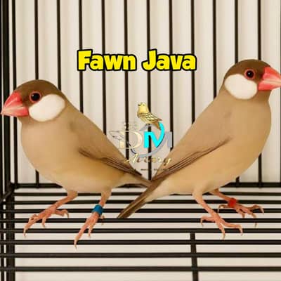 Fawn java