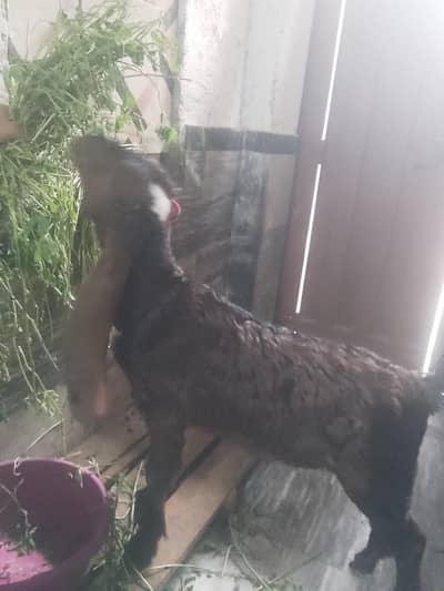 beetal Nagra kind for sale