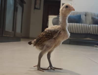 Aseel chicks