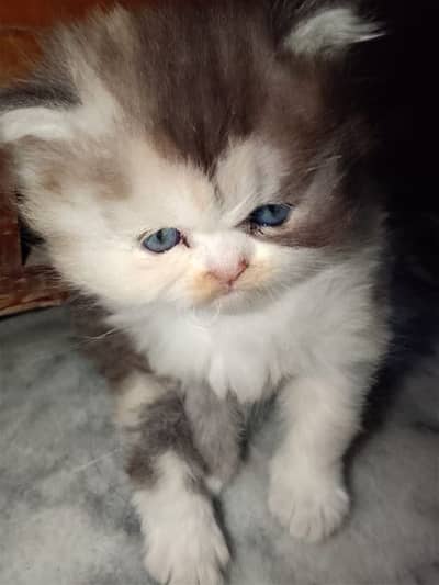 punch male kitten for sale ,healthy and active, toilet trained