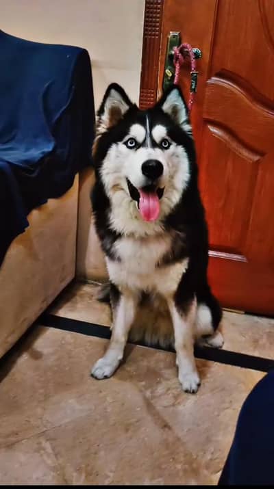 siberian husky avalibale fore stud