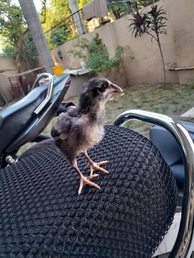 Aseel chicks