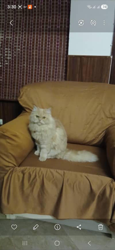 Persian cat female home breed
