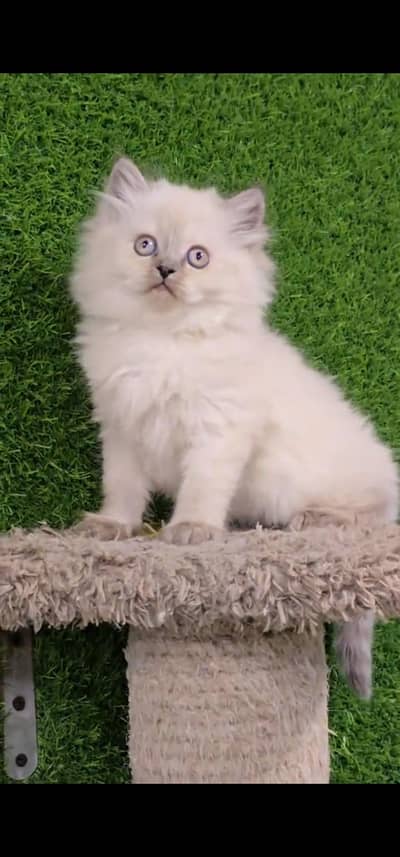 Quality Persian Punch face cat & kitten is 03233614642 WhatsApp