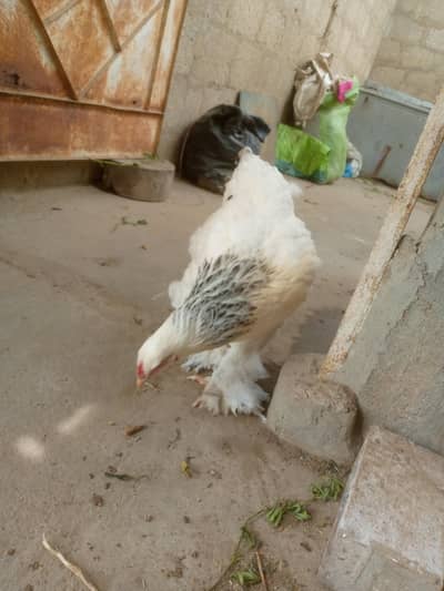 light Columbian brahma