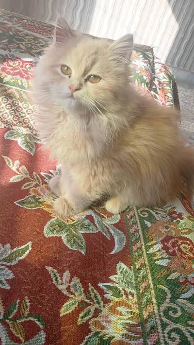 Persian kitten For Sale