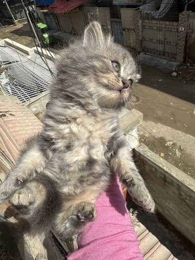  Adorable Persian Kittens for Sale 