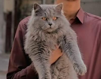GREY MALE CAT TRAIN PeRsiaN
