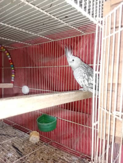 Whotehead Cockateil Pair