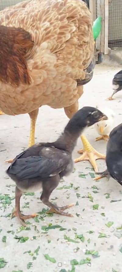 High Quality Pakoya Chicks with hen available