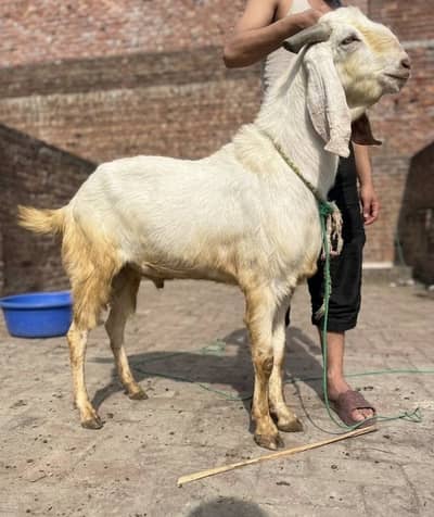 4 Qurbani goats for sale 2026 ( bhari bakre hein )