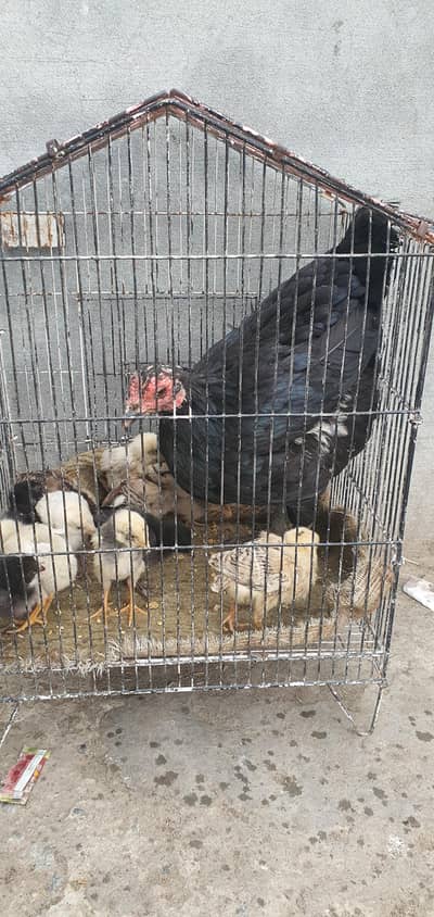 Pure Aseel Thai hen with 11 chicks | Urgent Sell