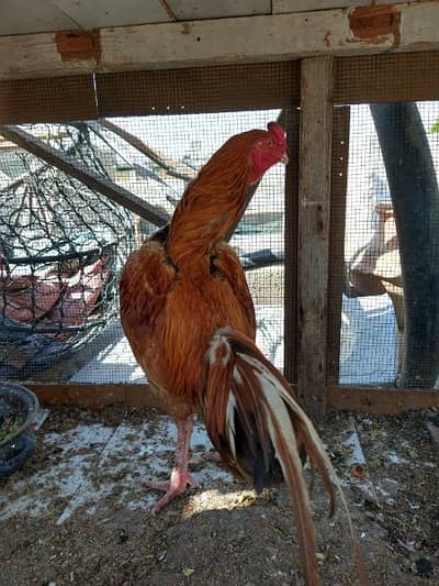 Aseel Murgha & Murghi