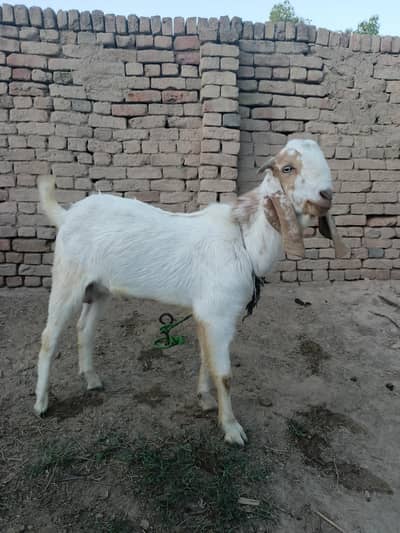 bakra for qurbani 2 bakra 1 year