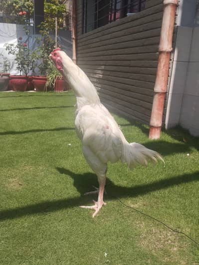 Aseel Heera Patha | Hen for sale |