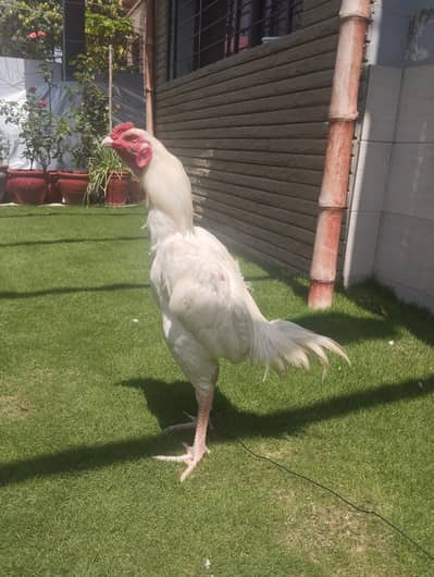 Aseel Heera Patha | Hen for sale |