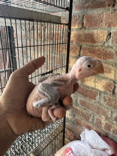 Raw chiks very healthy and active