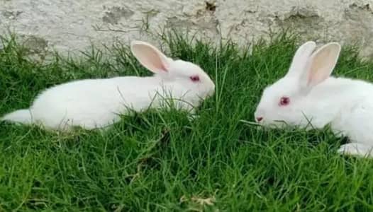 white red eyes rabbit