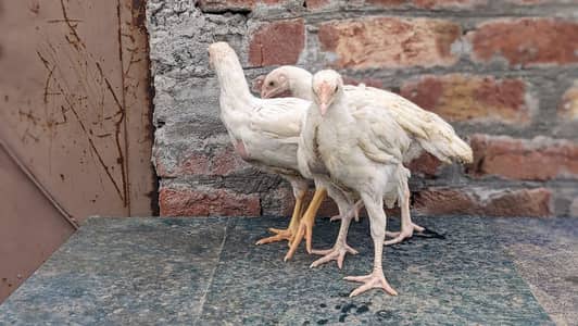 white chicks for sale