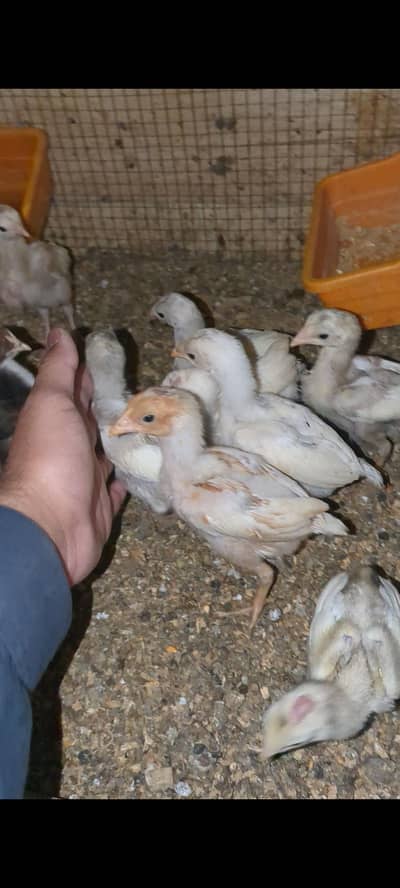 HEERA CHICKS FOR SALE
