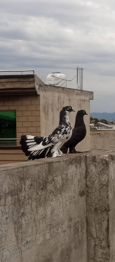 lucky fancy peigon available