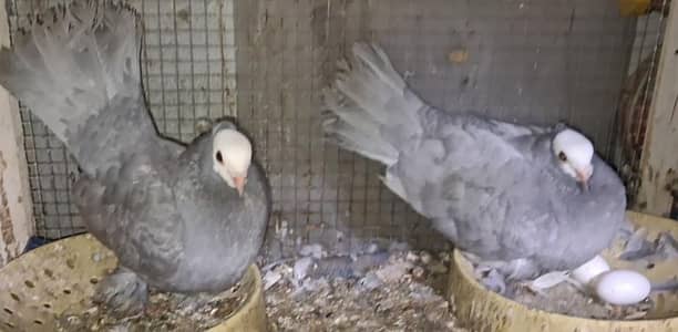 Silver Mukhi Heavy Pamooz Confirm Breeder pair  for sale.