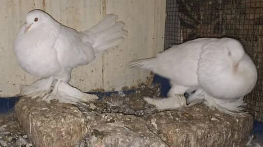 Ghubara Chicks, Ghazi Modena Chicks for sale.