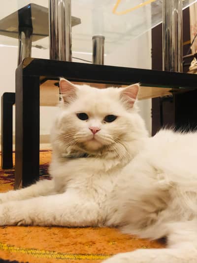 adult Persian cat