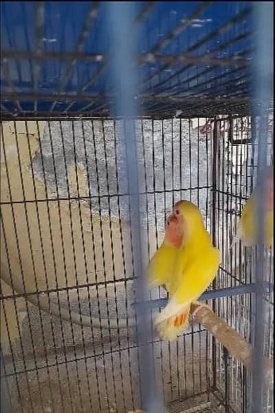 Birds for sale kumharanwala post office multan