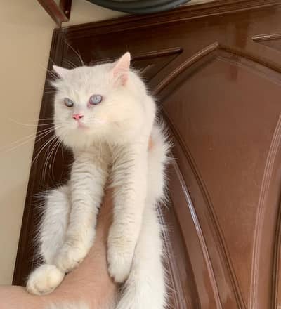 Persian triple coated male for sale. White colour, Blue eyes male
